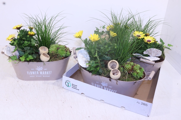 <h4>ARR TUINPLANTEN</h4>