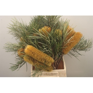 Banksia Collina