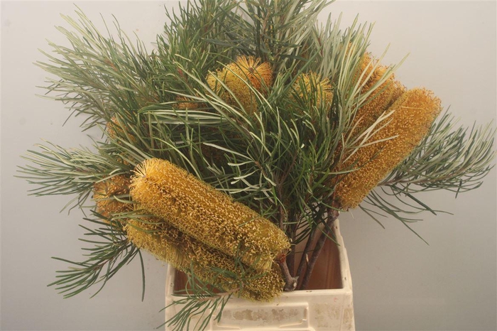 <h4>Banksia Collina</h4>