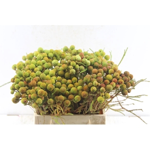 Kaaps Berz Galpinii Baubles