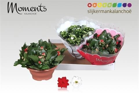 <h4>KAL GE GEM 2 KL</h4>