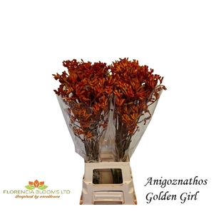 ANIGOZ GOLDEN GIRL