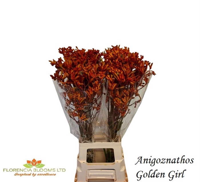 <h4>ANIGOZ GOLDEN GIRL</h4>