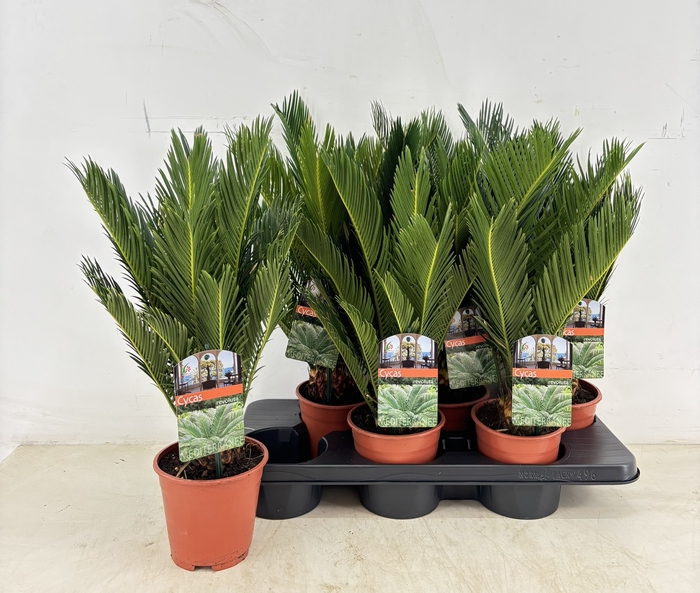 <h4>CYCAS REVOLUTA</h4>