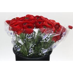 Ranunculus Clooney Tango Super