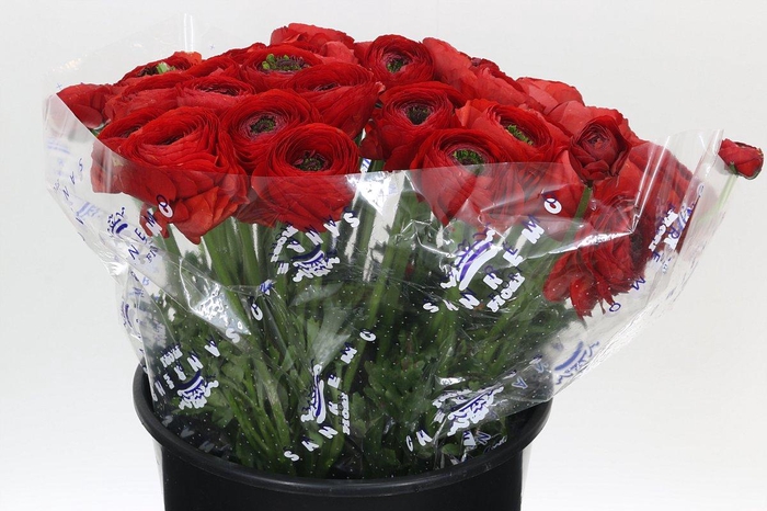 <h4>Ranunculus Clooney Tango Super</h4>