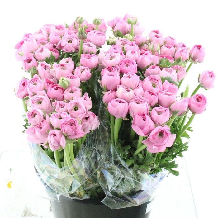 <h4>Ran El Pink Extra</h4>