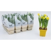 NARCISSUS AMARELO P12 QUADRADO