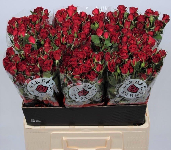 <h4>R TR RUBICON</h4>