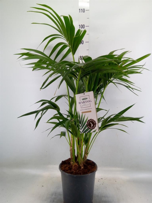 <h4>Howea forsteriana</h4>