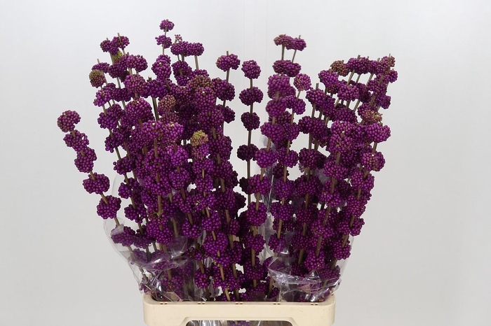 <h4>Callicarpa Bodinieri Var Giraldii</h4>