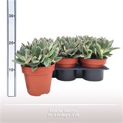 <h4>Kalanchoe tomentosa</h4>