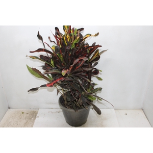 CROTON HIB VARIADO P24