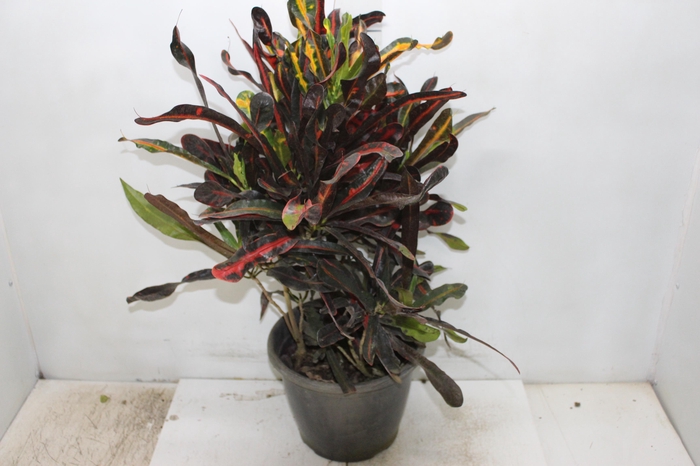 <h4>CROTON HIB VARIADO P24</h4>