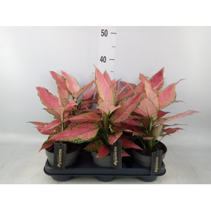 Aglaonema  'Cherry Baby'