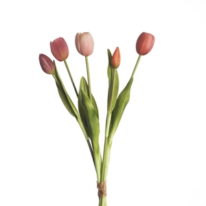 Af Tulip Bundle X5 L43cm Mix B