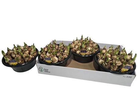 <h4>Narc O Tete A Tete</h4>