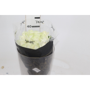 ROSA AVALANCHE 040 CM ESTUFA