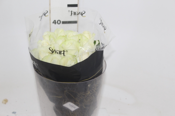 <h4>ROSA AVALANCHE 040 CM ESTUFA</h4>