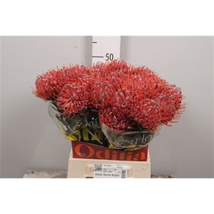 Leuco Scarlet Ribbon