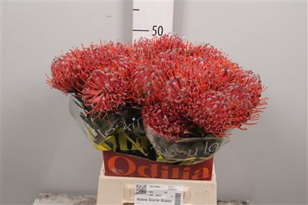<h4>Leuco Scarlet Ribbon</h4>