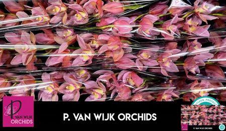 <h4>Cymb T Salmon Delight</h4>