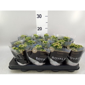 Kalanchoe blos. 'RosDon Alano'