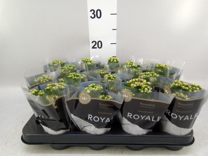 <h4>Kalanchoe blos. 'RosDon Alano'</h4>