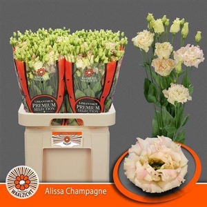 Eus G Alissa Champagne