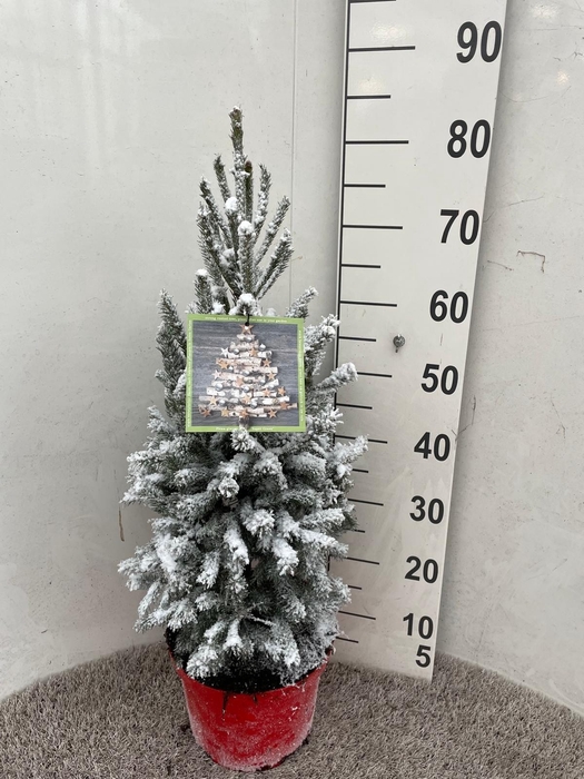 <h4>PICEA GL SUPER GREEN</h4>