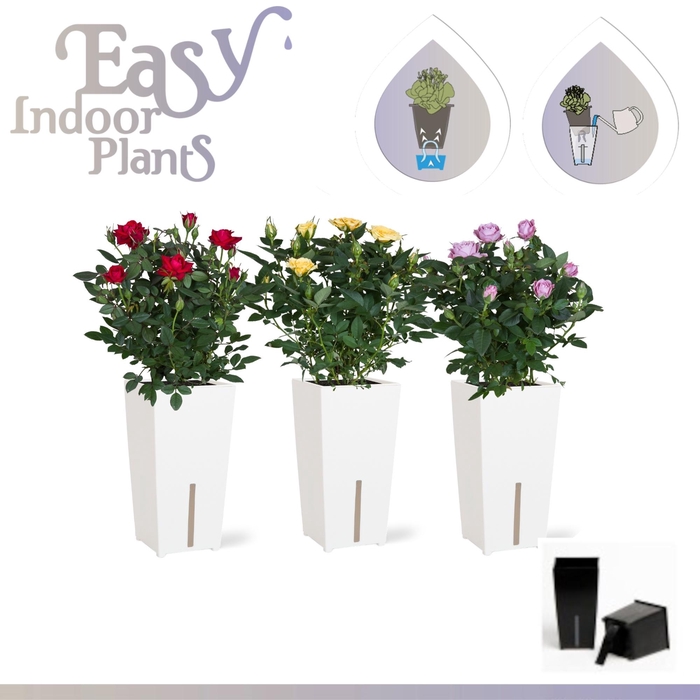 <h4>ARR ROSA POT</h4>