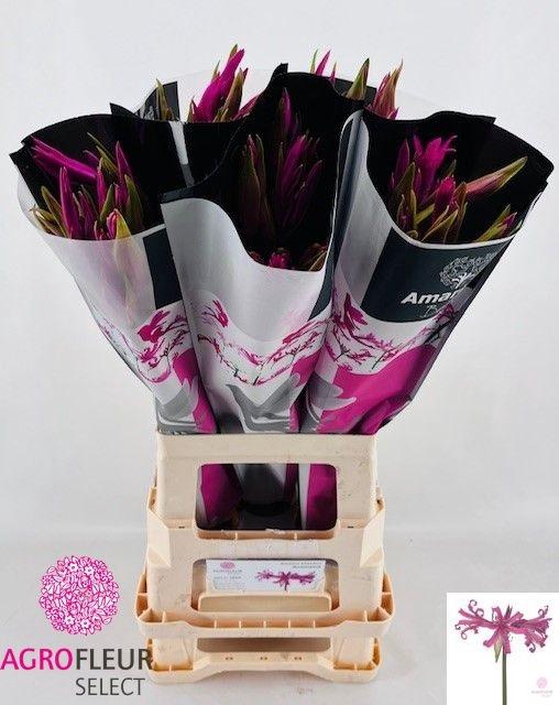 <h4>AMA BD ANASTASIA</h4>