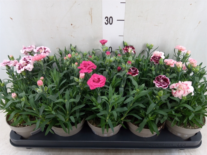 <h4>Dianthus  'Oscar'   ...mix</h4>