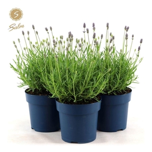 Lavandula ang. 'Felice Premium Provence'® P15