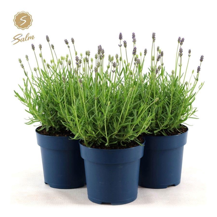 <h4>Lavandula ang. 'Felice Premium Provence'® P15</h4>