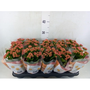 Kalanchoe blos. 'RosDon Victorio'
