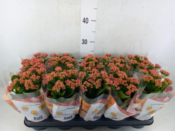 <h4>Kalanchoe blos. 'RosDon Victorio'</h4>