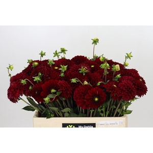 Dahlia BA 'Red Fox'