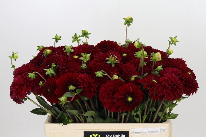 <h4>Dahlia BA 'Red Fox'</h4>
