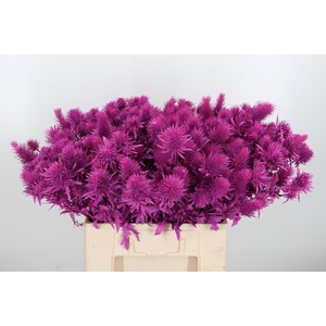 Eryn Supernova Kl Bh Erika