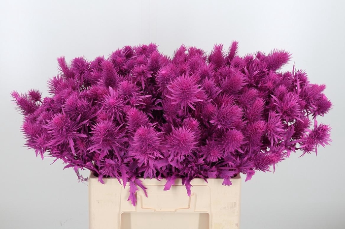 <h4>Eryn Supernova Kl Bh Erika</h4>