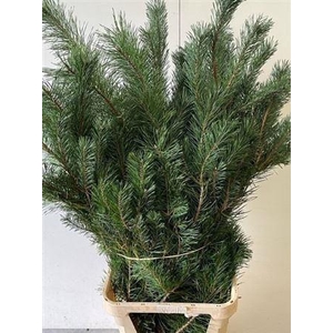 PINUS ALASKA
