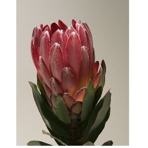 Protea Sharon