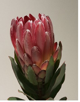Protea Sharon