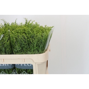 Solidago Golden Glory