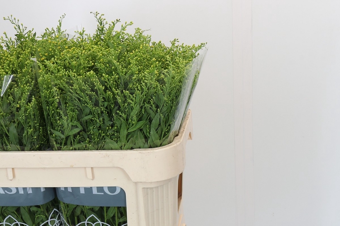 <h4>Solidago Golden Glory</h4>