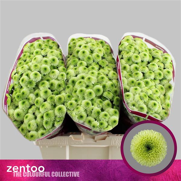 <h4>Chr San Bumper Zentoo</h4>