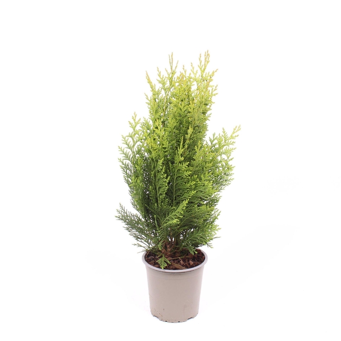 Chamaecyparis Green Pil