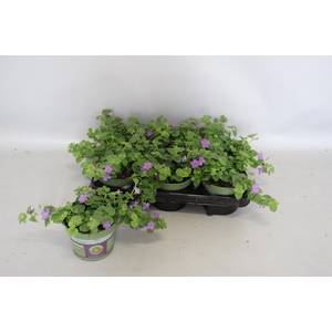 Bacopa Blue