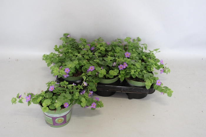 <h4>Bacopa Blue</h4>